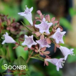 RASPBERRY PROFUSION™ ABELIA -Greenscape Shop DETA2 2716