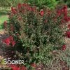 DOUBLE FEATURE® CRAPEMYRTLE -Greenscape Shop DETA2 2720