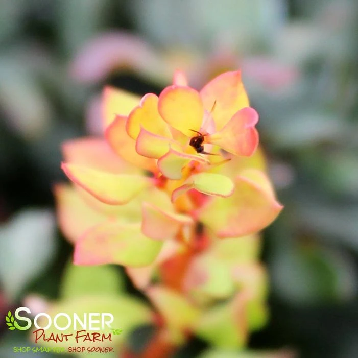 DAYBREAK BARBERRY 3 DAYBREAK BARBERRY