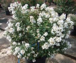 ENDURING SUMMER™ WHITE CRAPEMYRTLE -Greenscape Shop DETA2 2826
