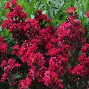 ENDURING SUMMER™ RED CRAPEMYRTLE 3 ENDURING SUMMER™ RED CRAPEMYRTLE