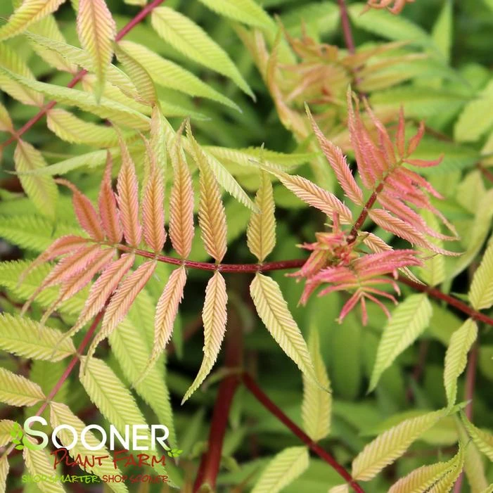 SEM SORBARIA 3 SEM SORBARIA