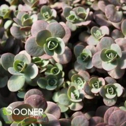 SUNSPARKLER® CHERRY TART SEDUM -Greenscape Shop DETA2 3014