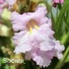 PARADISE DESERT WILLOW 2 PARADISE DESERT WILLOW -Greenscape Shop DETA2 3027