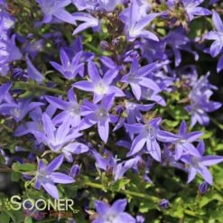 BLUE WATERFALL BELLFLOWER -Greenscape Shop DETA2 303