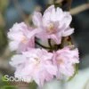 HIGAN WEEPING DOUBLE FLOWERING CHERRY -Greenscape Shop DETA2 3060