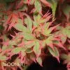 SHOJO NO MAI UPRIGHT JAPANESE MAPLE -Greenscape Shop DETA2 3097