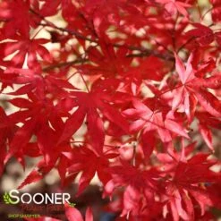 DRAGON TEARS™ WEEPING JAPANESE MAPLE 6 DRAGON TEARS™ WEEPING JAPANESE MAPLE -Greenscape Shop DETA2 3118