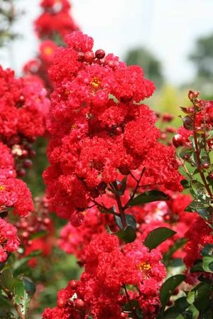 RUFFLED RED MAGIC™ CRAPEMYRTLE 5 RUFFLED RED MAGIC™ CRAPEMYRTLE - Image 3