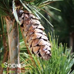 SILVER WHISPERS™ SWISS STONE PINE -Greenscape Shop DETA2 3248
