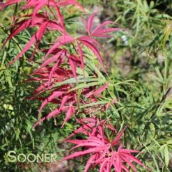RED PYGMY DWARF UPRIGHT JAPANESE MAPLE -Greenscape Shop DETA2 3259