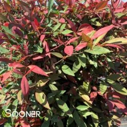 OBSESSION™ NANDINA -Greenscape Shop DETA2 3270