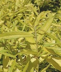 GOLDEN SUNSHINE WILLOW