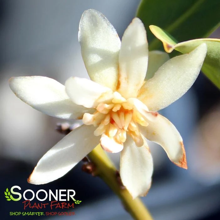 PURPLE GLAZE™ ILLICIUM 4 PURPLE GLAZE™ ILLICIUM - Image 2