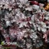 PLUM PUDDING CORAL BELLS -Greenscape Shop DETA2 330