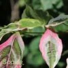 VARIEGATED STELLAR PINK⢠DOGWOOD 2 VARIEGATED STELLAR PINK⢠DOGWOOD -Greenscape Shop DETA2 3303
