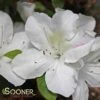 AUTUMN LILY® ENCORE® AZALEA -Greenscape Shop DETA2 3308