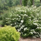 WEDDING CAKE® SPIRAEA 7 WEDDING CAKE® SPIRAEA - Image 5