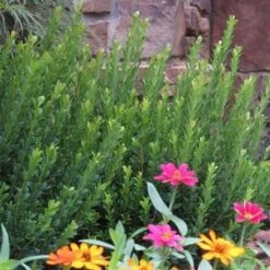 BABY JADE™ BOXWOOD