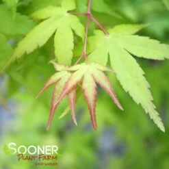 UENO YAMA RED DWARF UPRIGHT JAPANESE MAPLE -Greenscape Shop DETA2 3418
