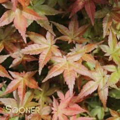 DESHOJO UPRIGHT JAPANESE MAPLE -Greenscape Shop DETA2 3423