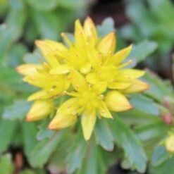WEIHENSTEPHANER GOLD SEDUM 8 WEIHENSTEPHANER GOLD SEDUM -Greenscape Shop DETA2 344