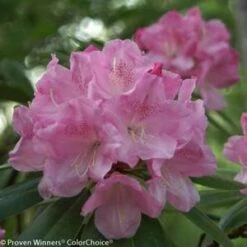 DANDY MAN® PINK RHODODENDRON 9 DANDY MAN® PINK RHODODENDRON -Greenscape Shop DETA2 3446