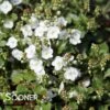 WHITEWATER PROSTRATE SPEEDWELL -Greenscape Shop DETA2 3464