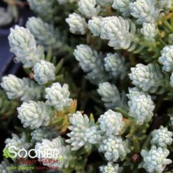 BLUE SPRUCE SEDUM -Greenscape Shop DETA2 347