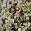 TRICOLOR SEDUM 1 TRICOLOR SEDUM -Greenscape Shop DETA2 349