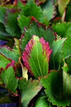 NOVA™ FLAME MUKGENIA -Greenscape Shop DETA2 3592