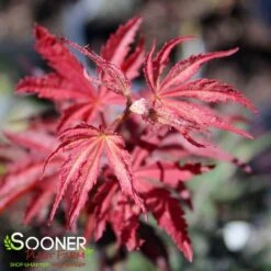 SUMINAGASHI UPRIGHT JAPANESE MAPLE -Greenscape Shop DETA2 3679