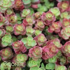 RED CARPET SEDUM -Greenscape Shop DETA2 372
