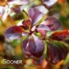SUNJOY TODO® BARBERRY -Greenscape Shop DETA2 3732