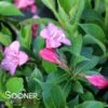 SNIPPET® DARK PINK WEIGELA 2 SNIPPET® DARK PINK WEIGELA -Greenscape Shop DETA2 3753