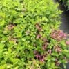 SNIPPET LIME® WEIGELA -Greenscape Shop DETA2 3754