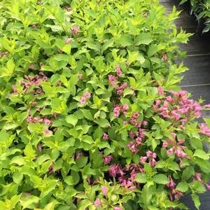 SNIPPET LIME® WEIGELA 3 SNIPPET LIME® WEIGELA
