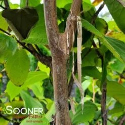 FRAGRANT SNOWBELL -Greenscape Shop DETA2 3762