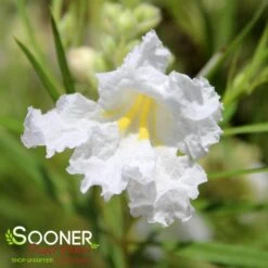 HOPE WHITE DESERT WILLOW -Greenscape Shop DETA2 3785