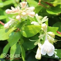 CANYON CREEK ABELIA -Greenscape Shop DETA2 379
