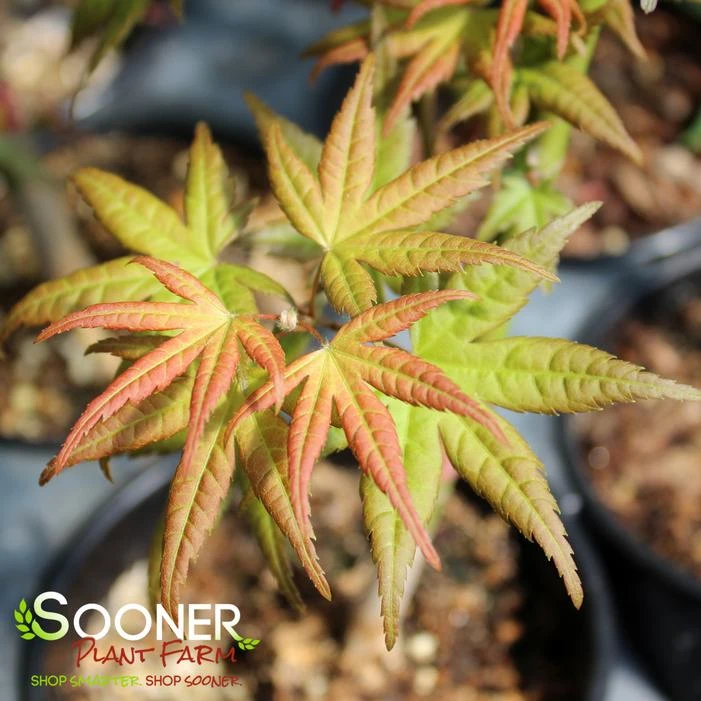 CORAL MAGIC UPRIGHT JAPANESE MAPLE 4 CORAL MAGIC UPRIGHT JAPANESE MAPLE - Image 2