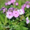 FASHIONABLY EARLY FLAMINGO GARDEN PHLOX -Greenscape Shop DETA2 3878