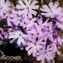 BEDAZZLED LAVENDER PHLOX 8 BEDAZZLED LAVENDER PHLOX -Greenscape Shop DETA2 3969