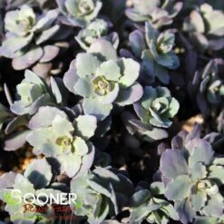 SUNSPARKLERĀ® DAZZLEBERRY SEDUM