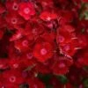 ROCKIN'™ RED DIANTHUS -Greenscape Shop DETA2 4006