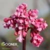 PINK DAWN VIBURNUM -Greenscape Shop DETA2 401