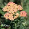 FIREFLY PEACH SKY YARROW -Greenscape Shop DETA2 4092