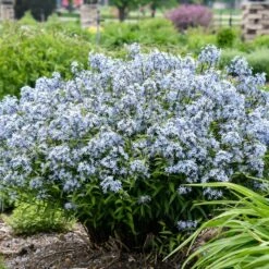 STORM CLOUD BLUE STAR -Greenscape Shop DETA2 4095