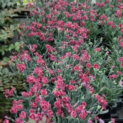 FRUIT PUNCHĀ® BLACK CHERRY FROST DIANTHUS