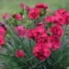 FRUIT PUNCH® CRANBERRY COCKTAIL DIANTHUS -Greenscape Shop DETA2 4102